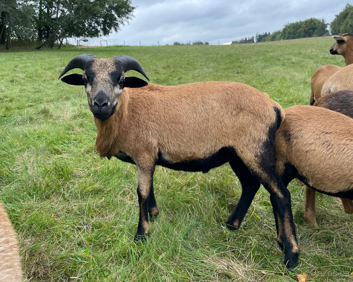 Prodám Kamerunského beránka a jehničky - 3