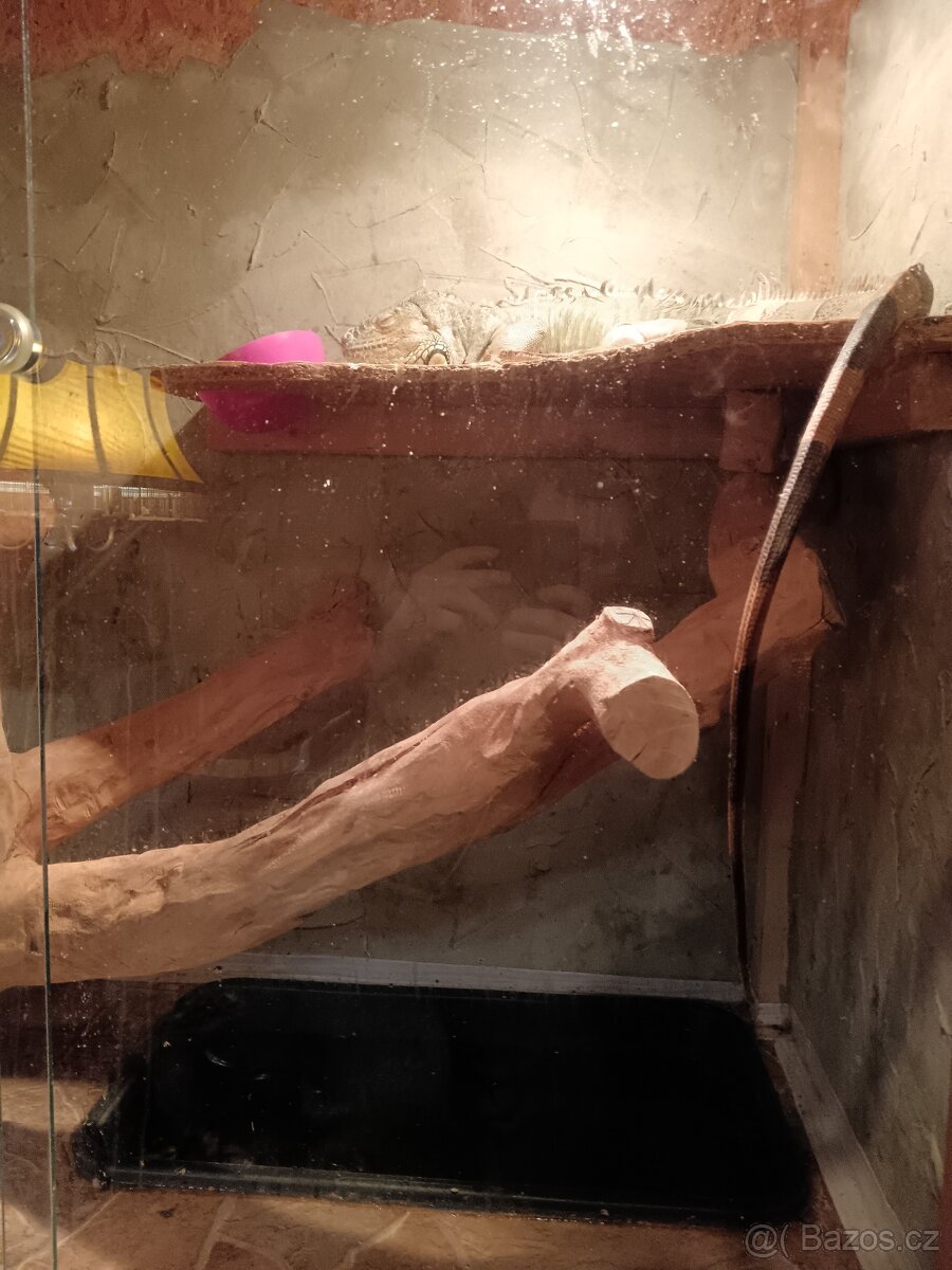 Prodám velké terárium ( bez Leguana) - 3