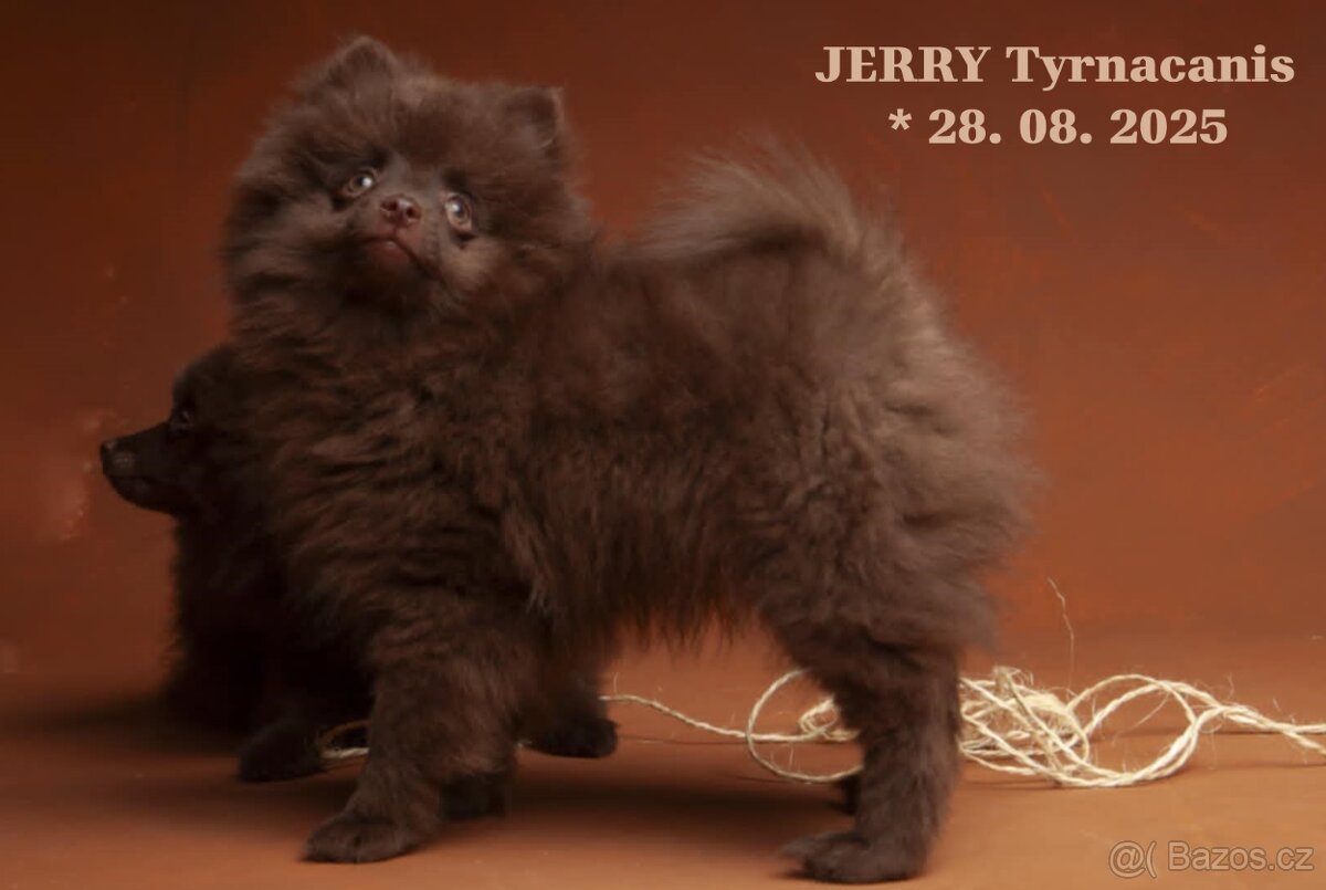 Štěňata německý špic malý hnědý - 3