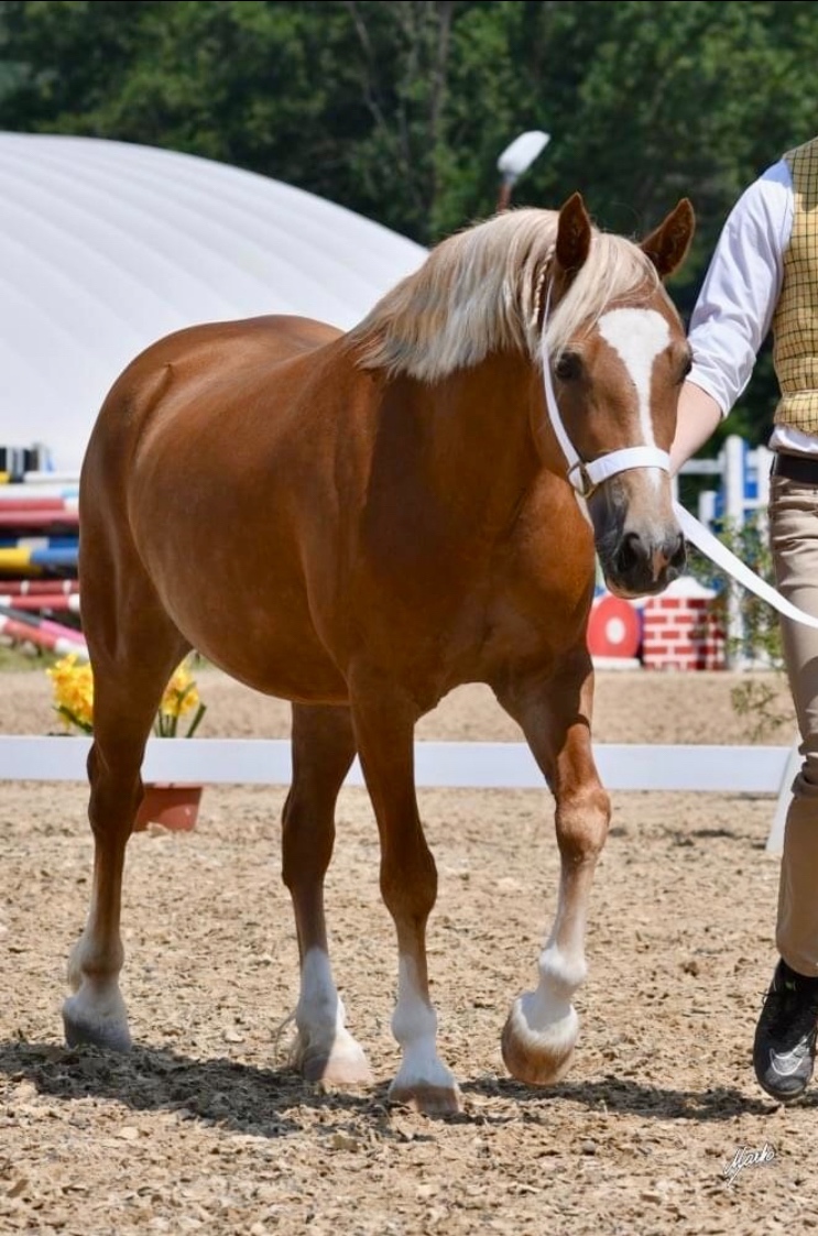 Koně od 50 tis. - Welsh Cob - 3
