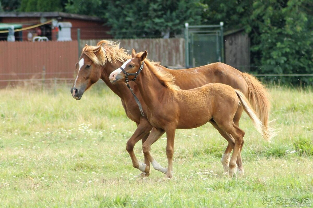 Hříbě sportovní pony - 3