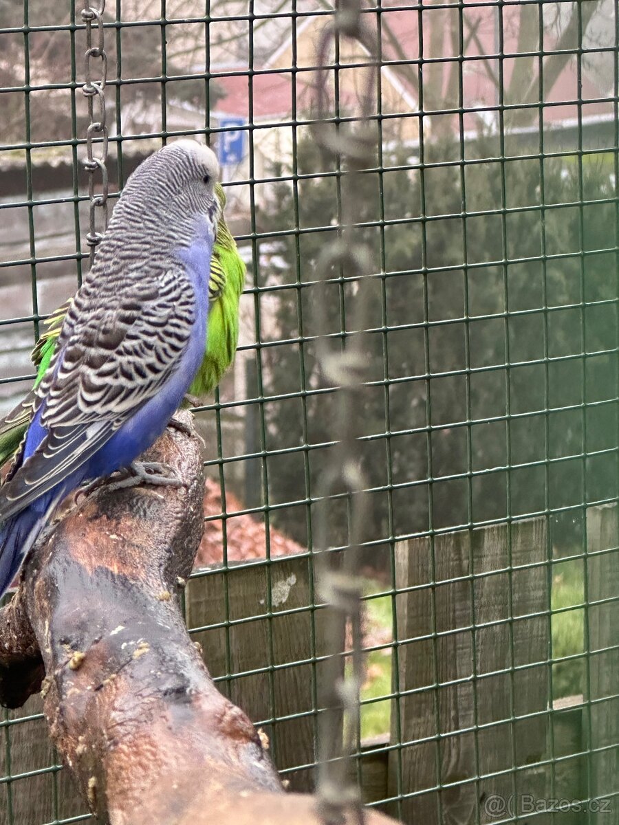 Prodam Chov exotu - 3