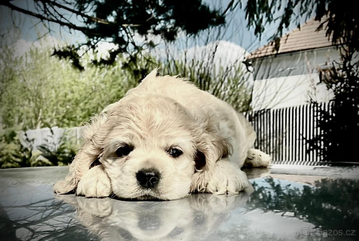 americký kokršpaněl - 3