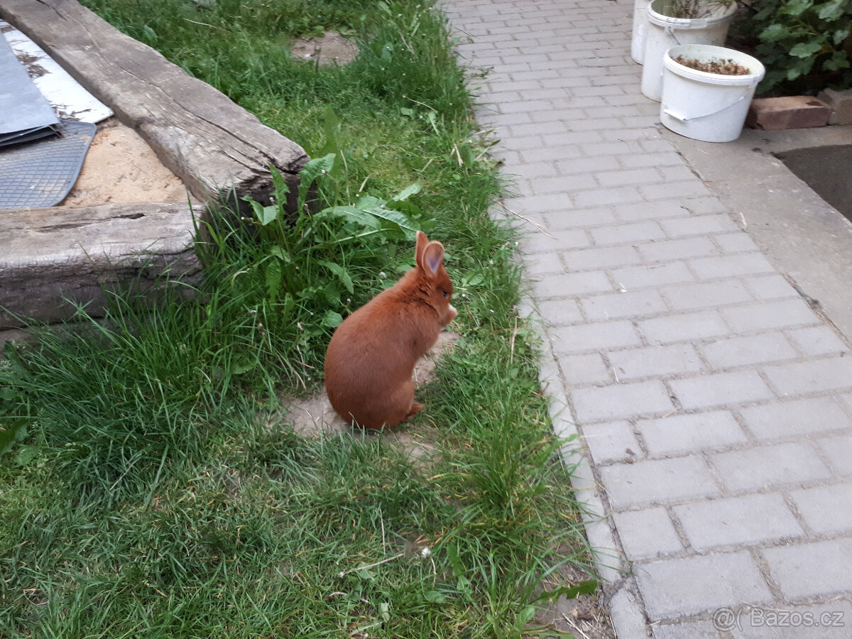 český červený - 3