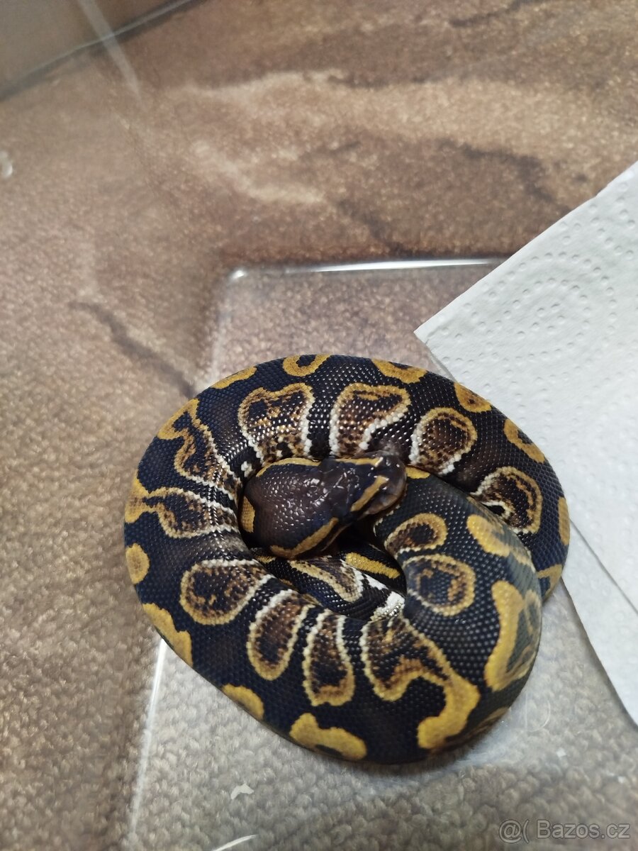 Krajta královská - 3