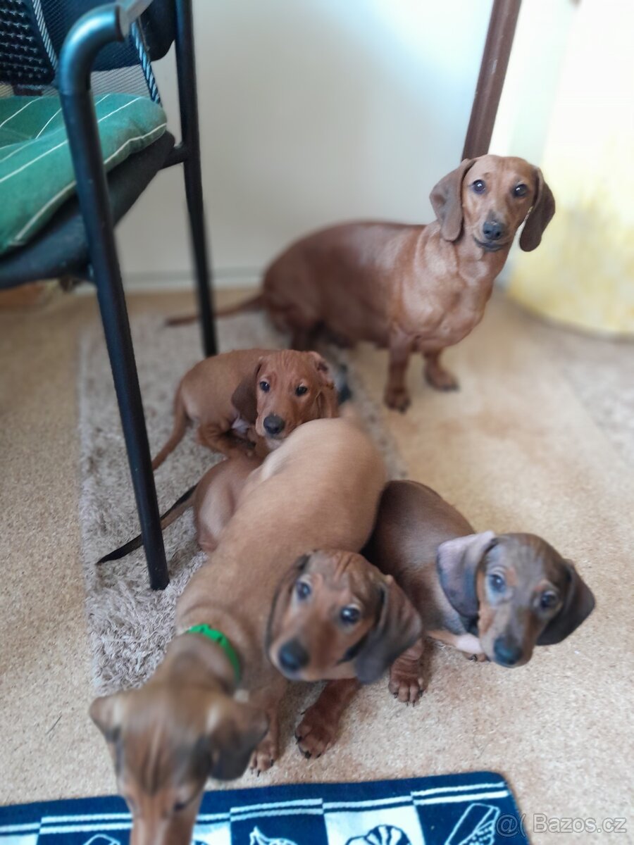 Jezevčík hladkosrstý standartň - 3