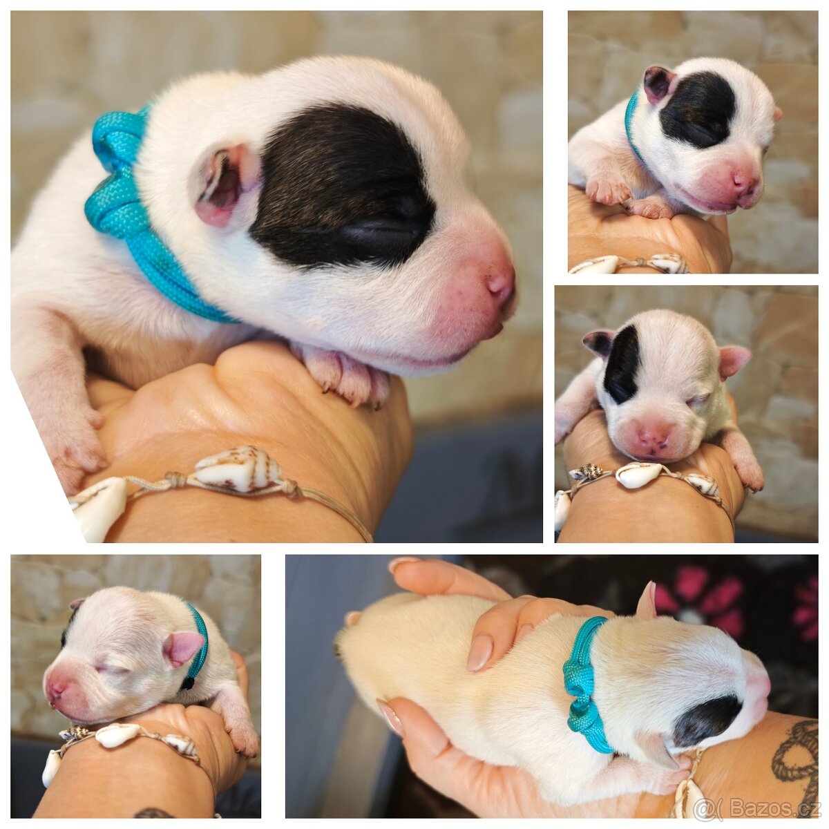 Stafordšírský bulteriér s PP - 3