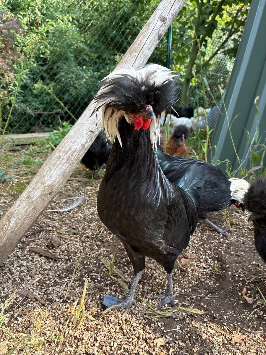 Kouhouti Holanďanek - 3