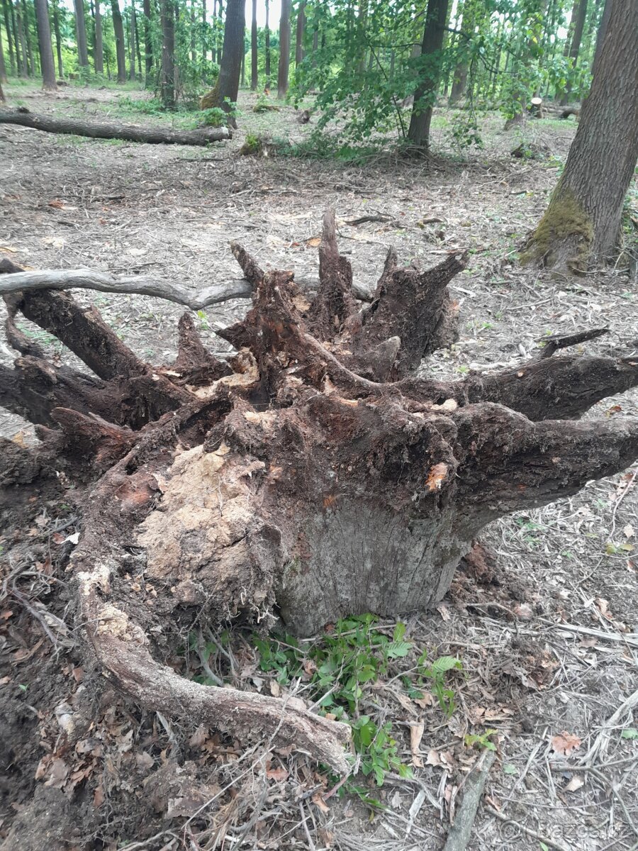 Prodám pařez - 3