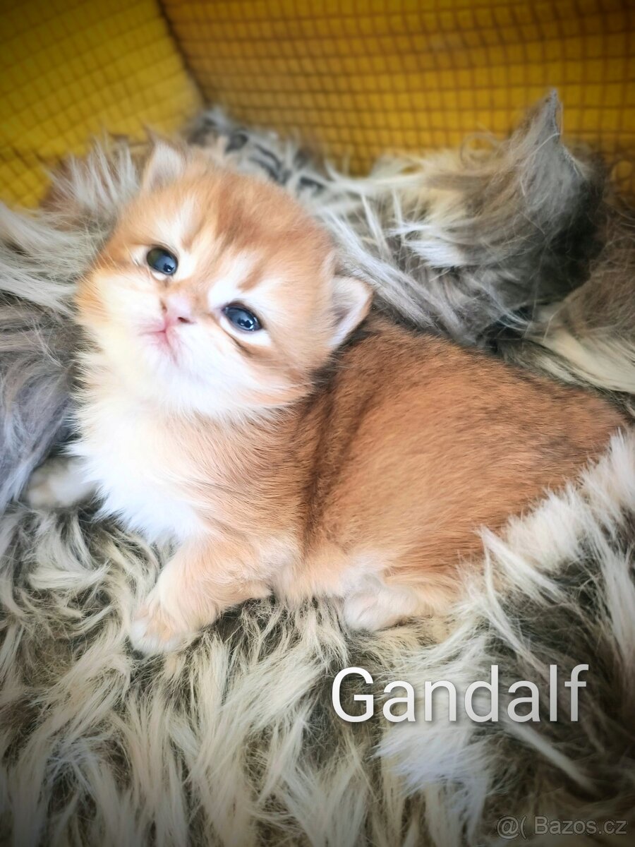 Luxusní britská zlatá a modrozlatá koťátka, s PP - 3