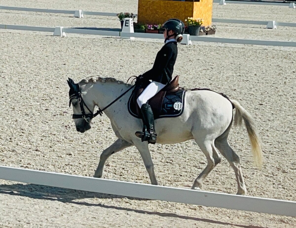 TOP pony na prodej - 3