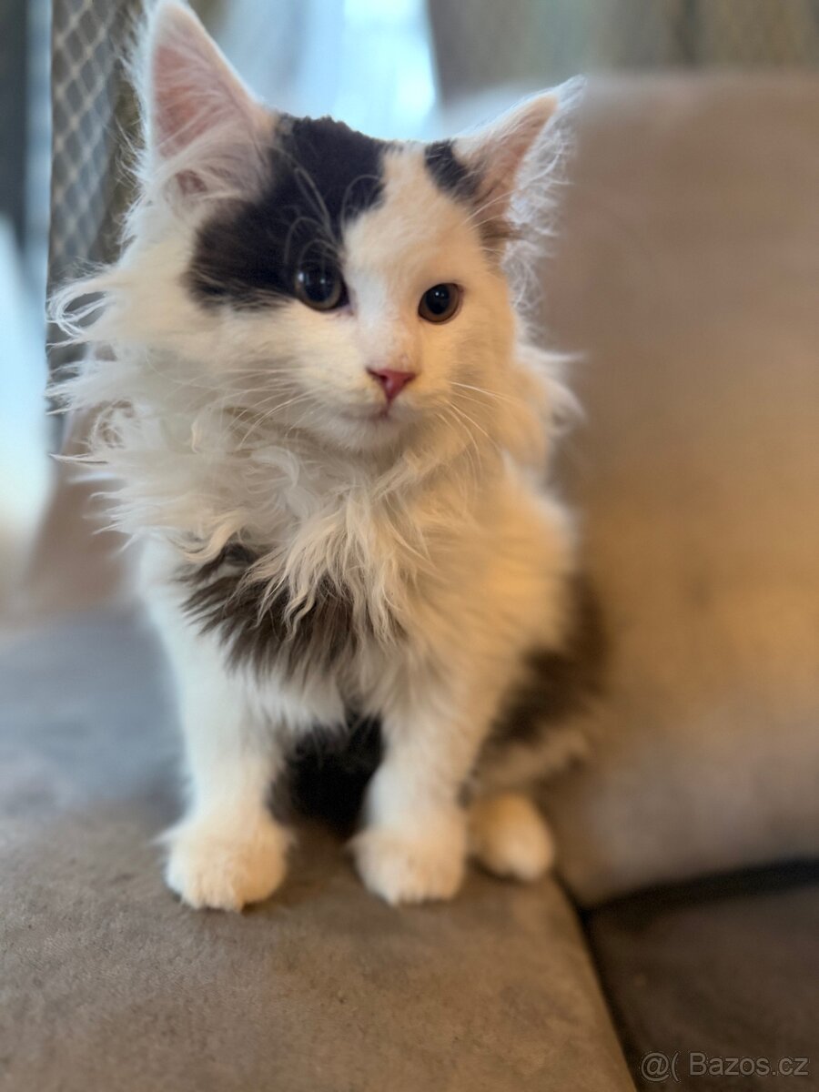 Mainská mývalí - 3