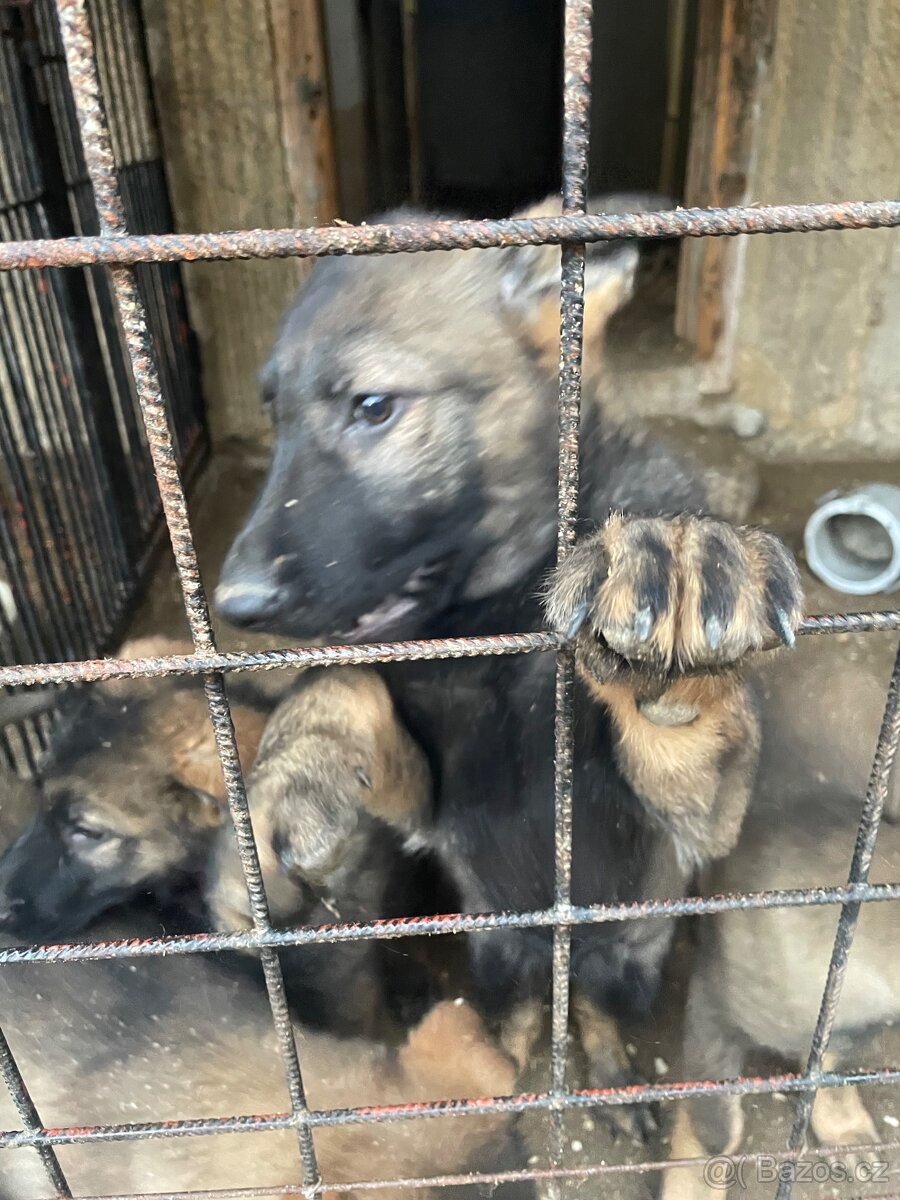 Německý ovčák - 3