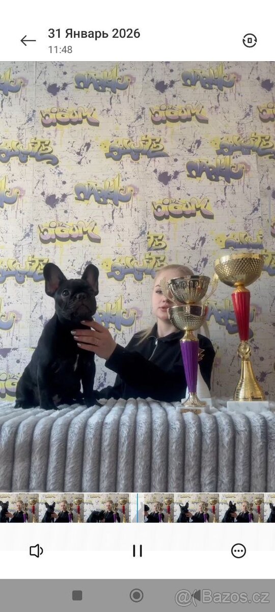 Francouzský buldoček s PP FCI - 3