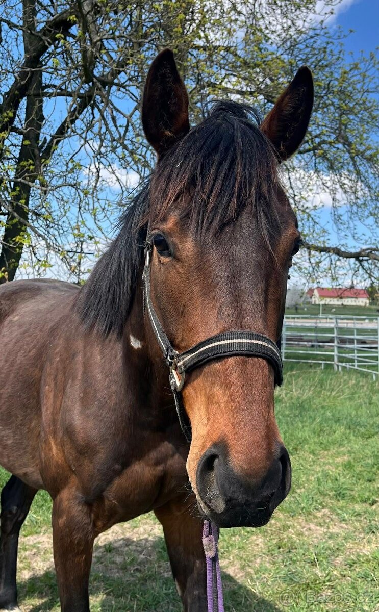 čtyřletý valach - 3