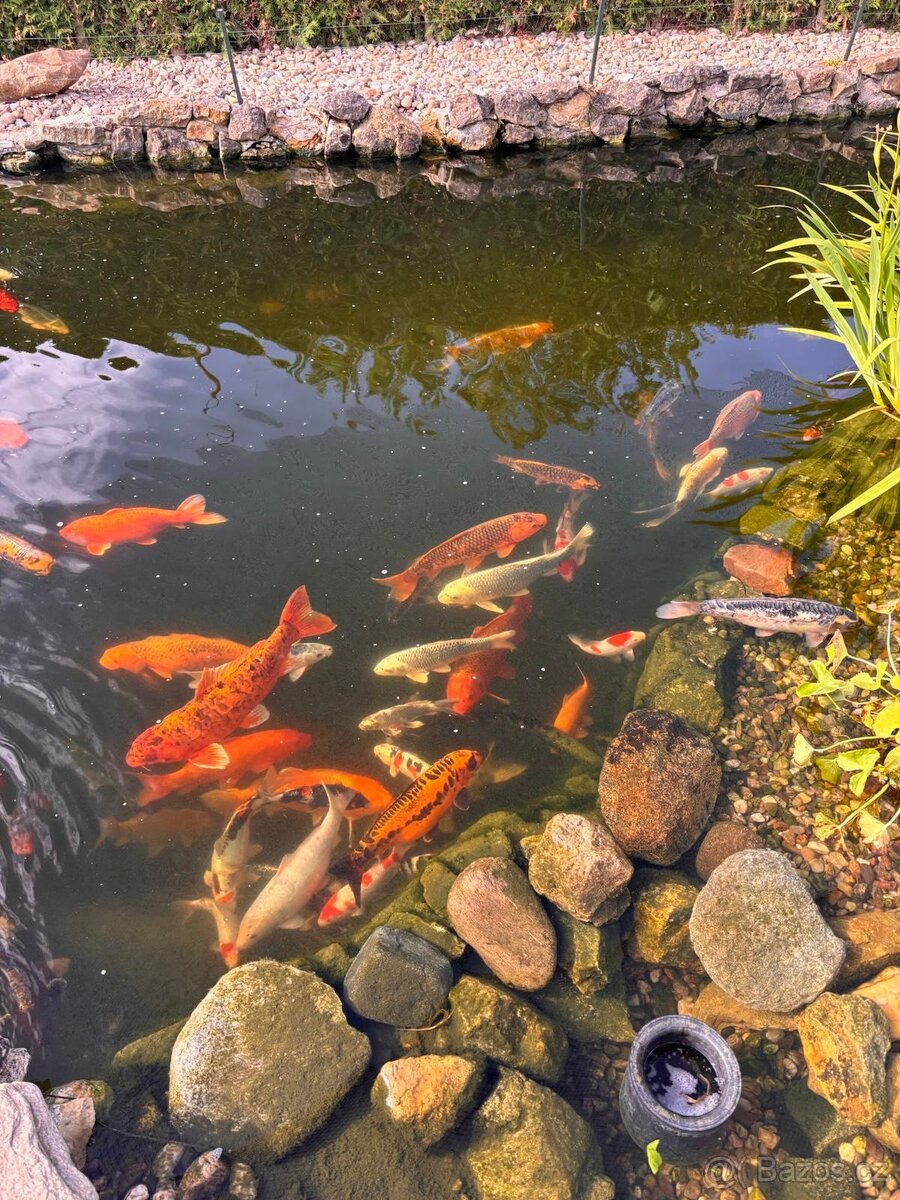 Koi - 3