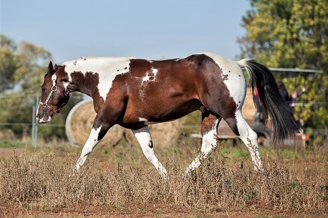 připouštění kvalitnimi plemeníky PAINT HORSE-HOMOZYGOT - 3