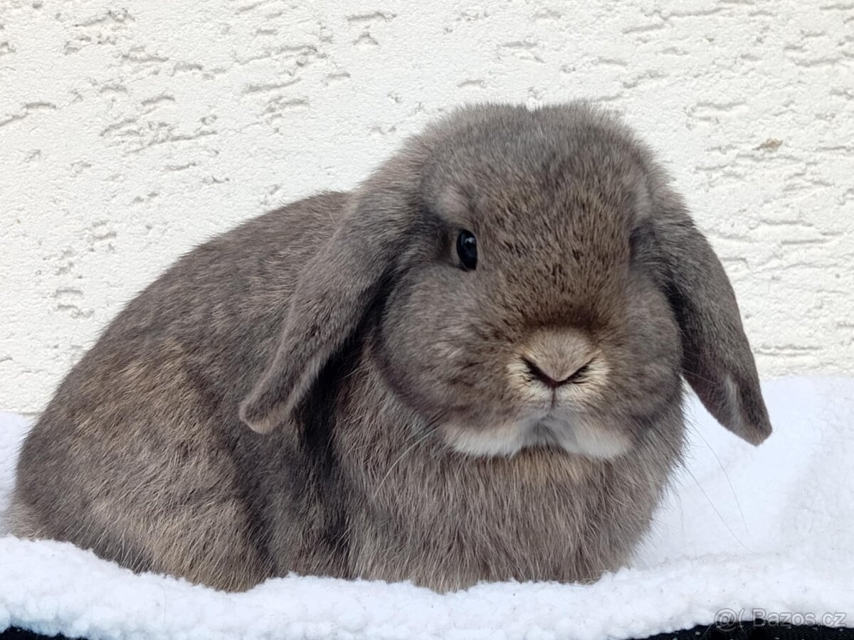 Volná samička - Anglický Zakrslý Beránek MiniLop🍑🧡 - 3