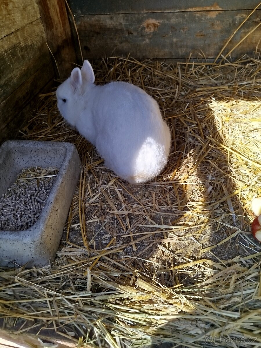 Hermelín modrooký - 3