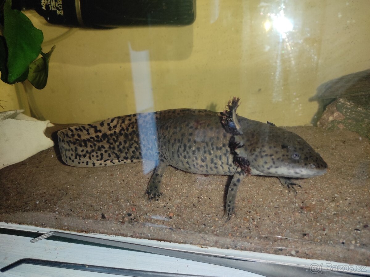 Axolotl - 3