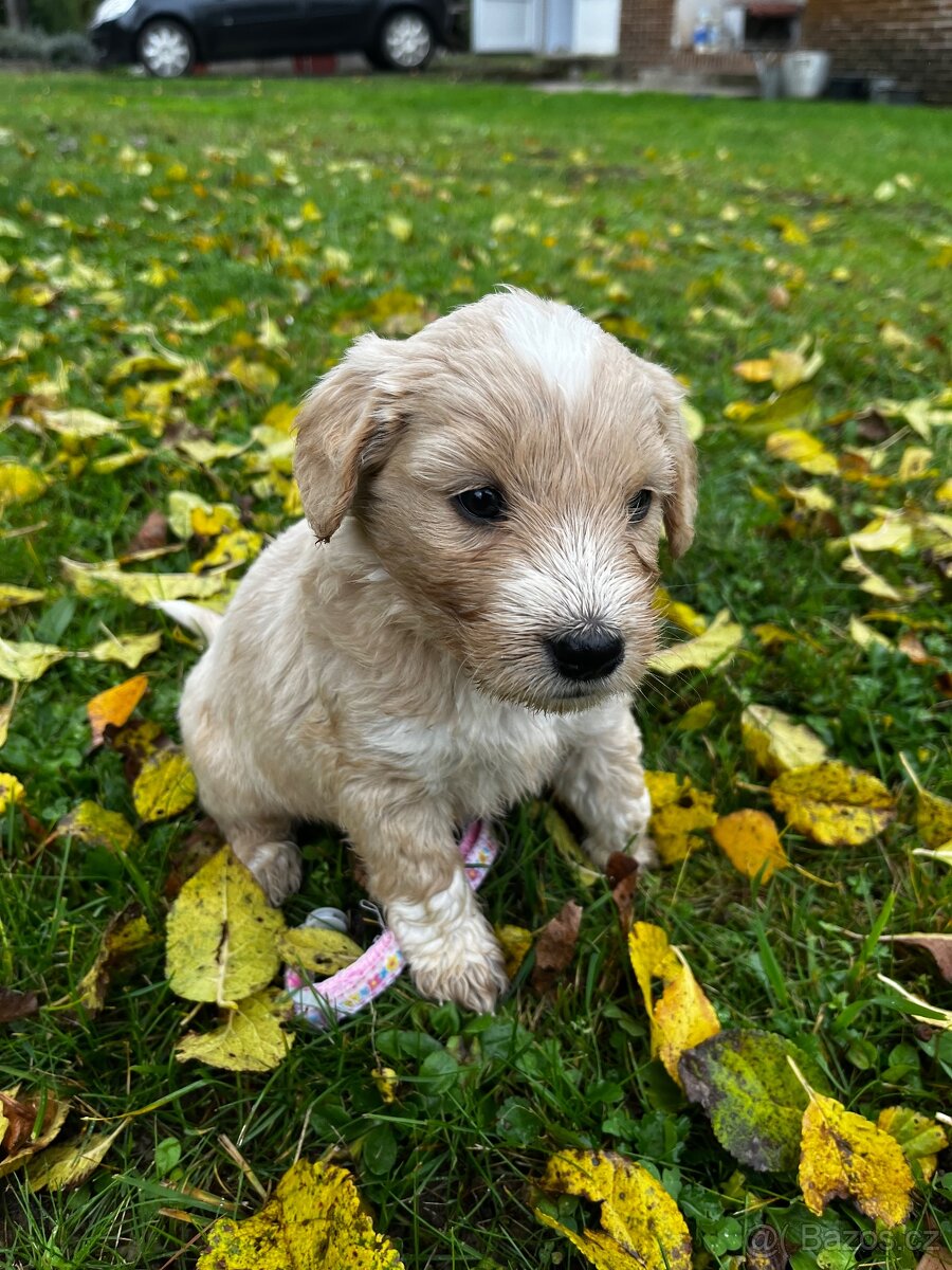 Goldendoodle šteniatka F2 - 3