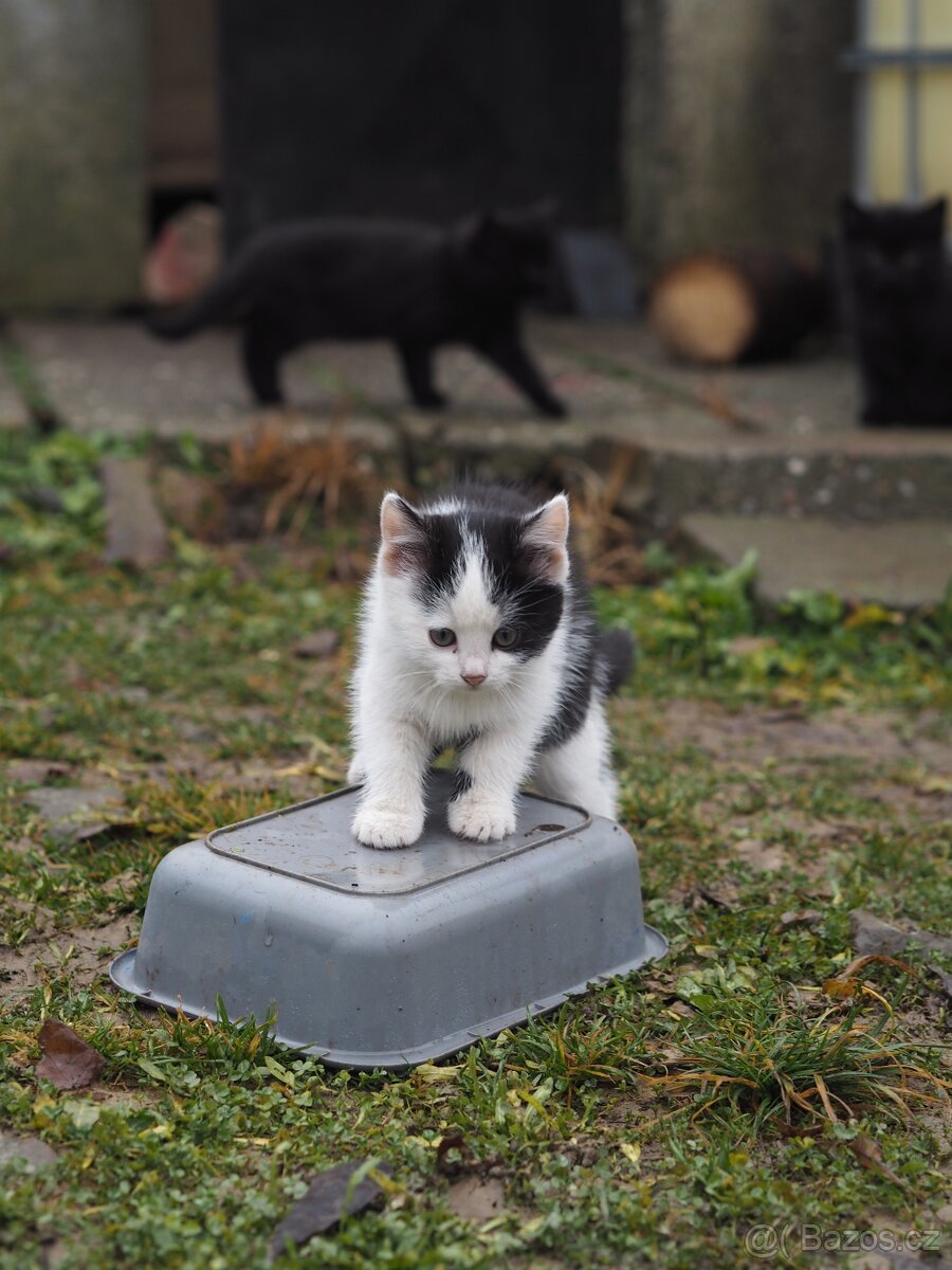 Daruji koťata - 3