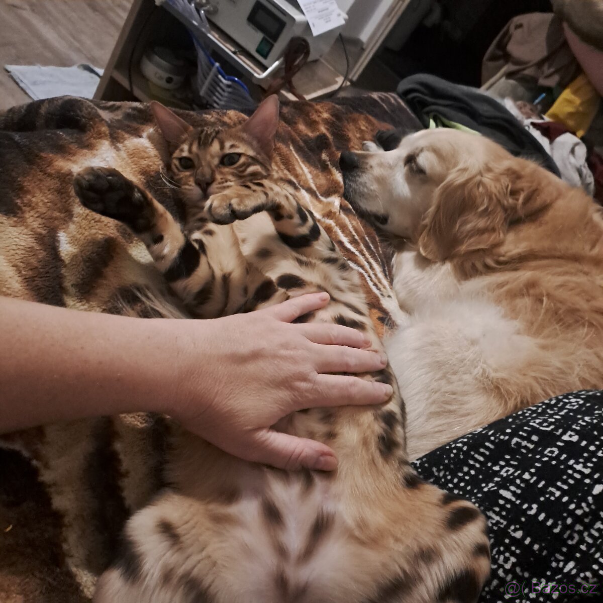 Bengalska kocka s PP - 3