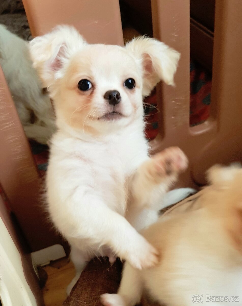 Dlouhosrstá čivava - 3