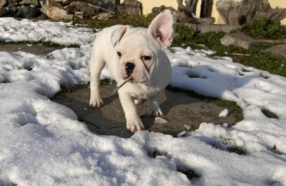 Francouzský buldoček - 3