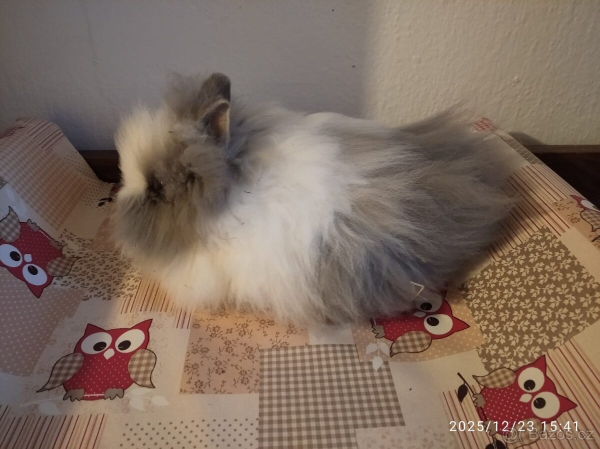 Zakrslý králík Teddy - 3