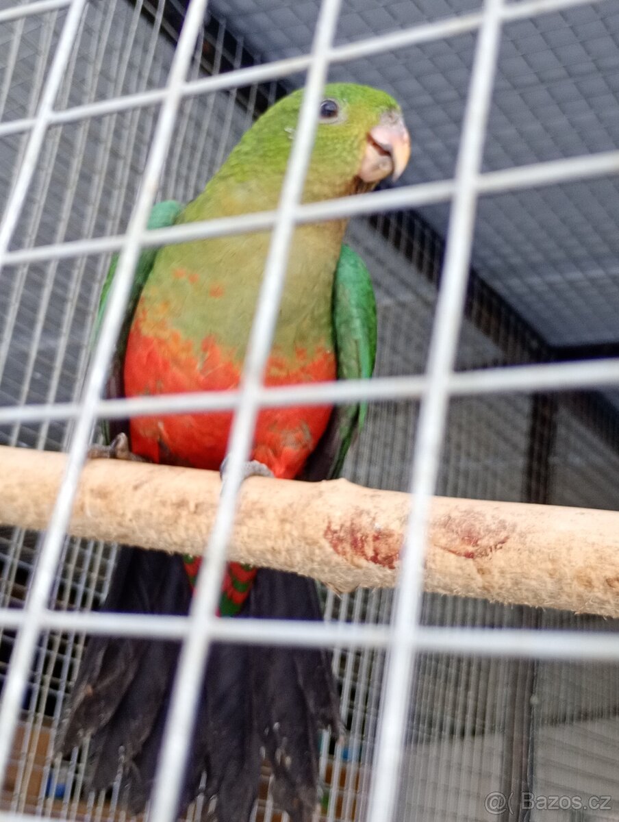 Papoušek králvský - 3