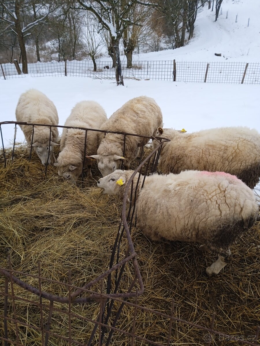 Texel - 3