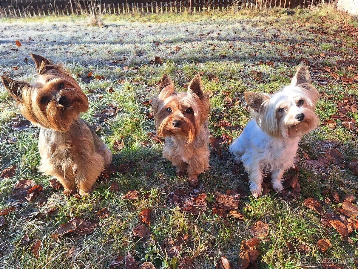 Yorkšírský teriér, Biewer jorkšírský teriér krytí,připuštění - 3