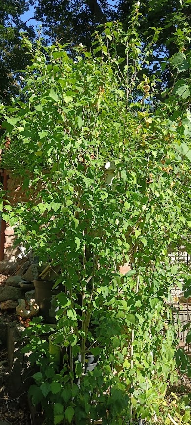 Ibišek syrský bílý - 3