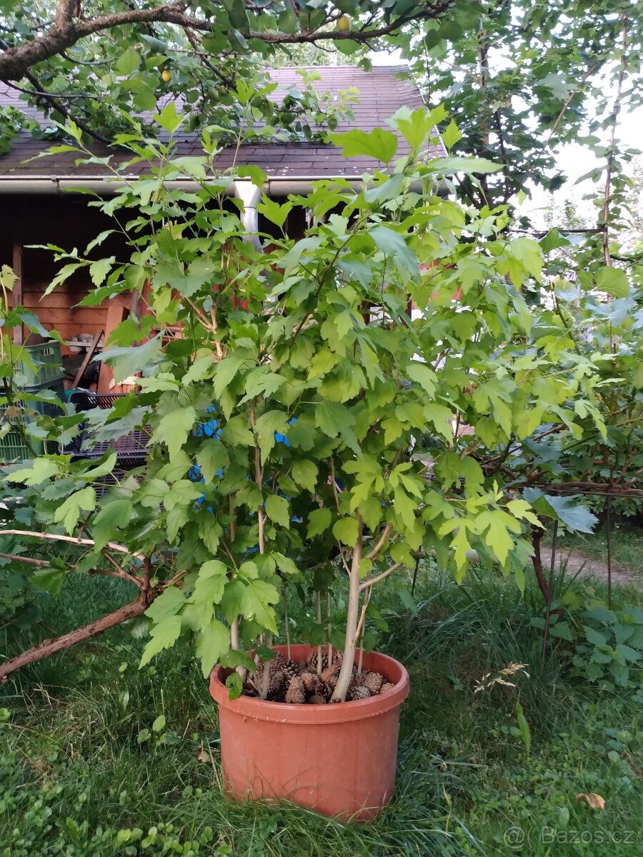 Ibišek syrsky-keř s napadnými květy. ♤ - 3