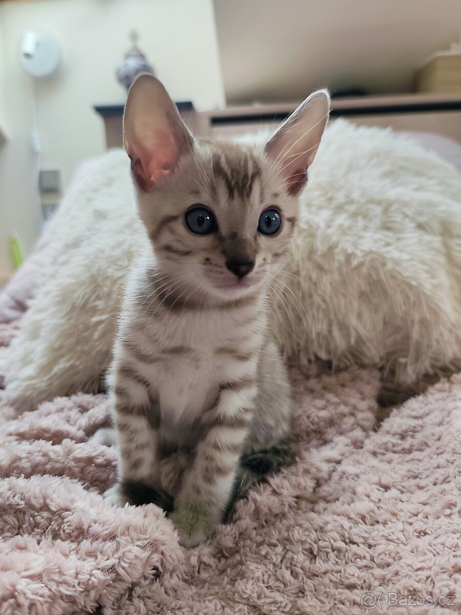 Bengálský Mink kocourek s PP - 3