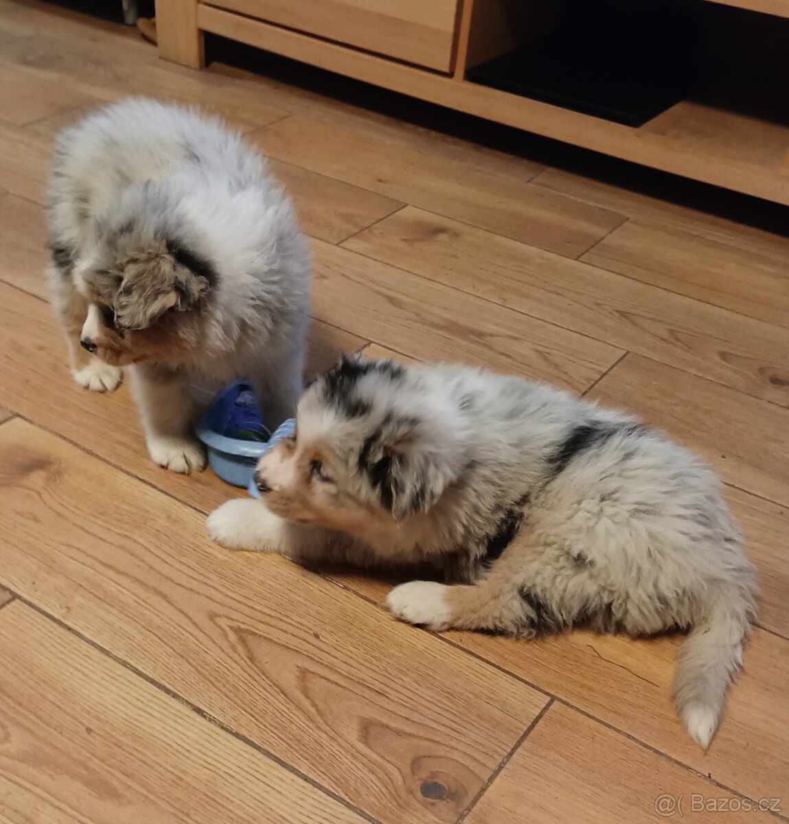 Australský ovčák s PP - 3