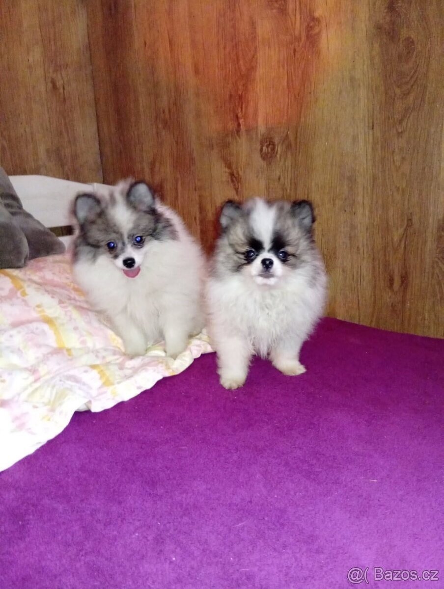 Pomeranian - 3