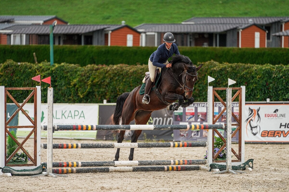 Oldenburská kobyla - 3