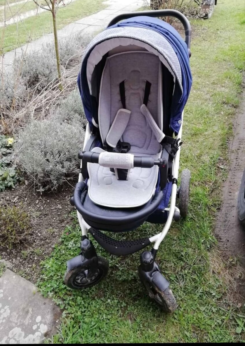 Kočárek - Camarelo sirio - 3