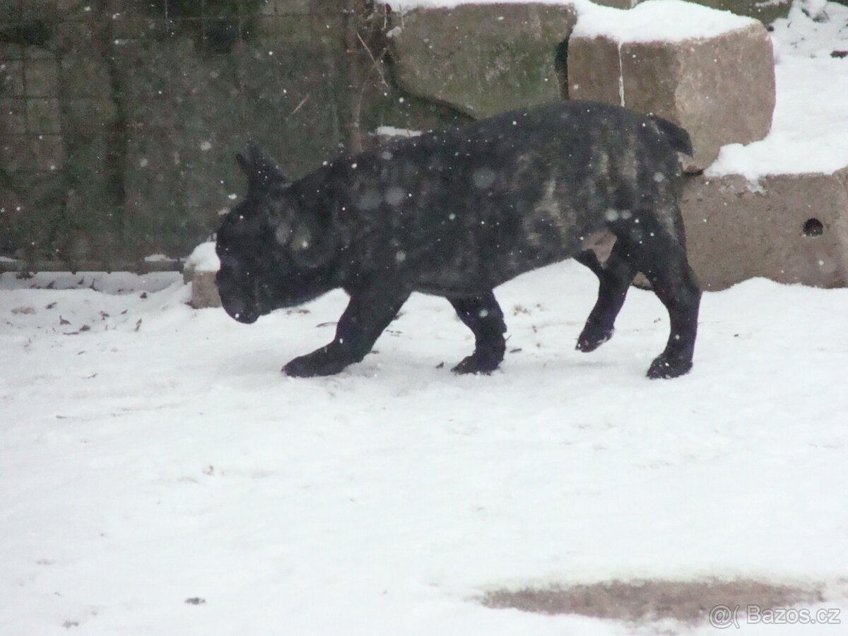 francouzský buldoček - 3