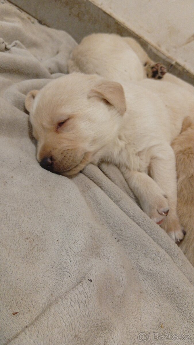 labradorský retrívr - 3