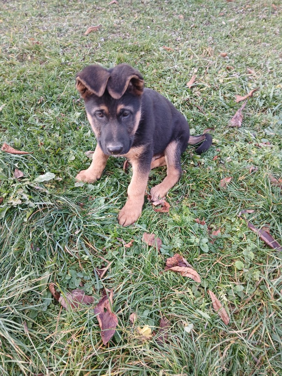 Německý ovčák-šťěně - 3