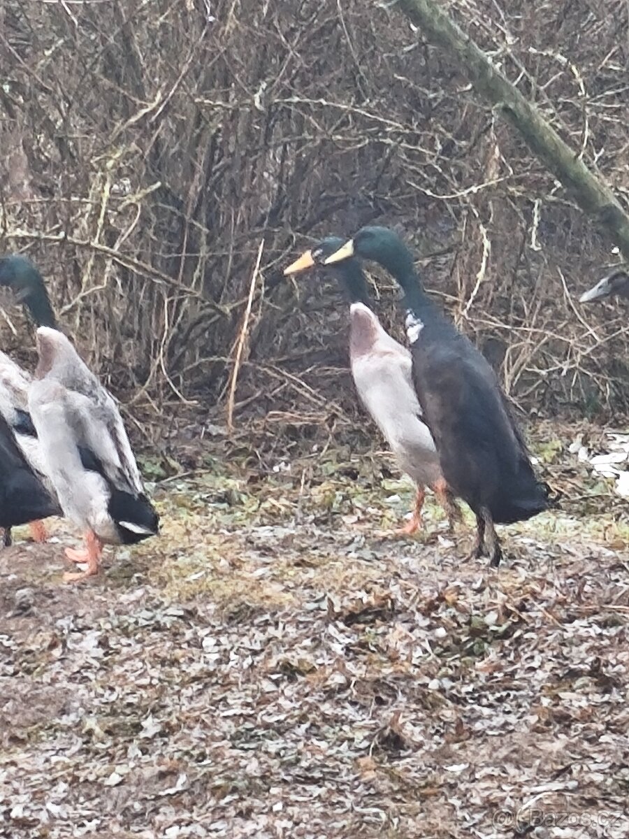 Indický běžec - 3