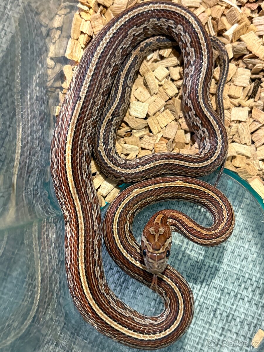 🐍 HAD - užovka - samec - 3