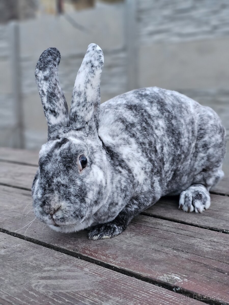 Samice rhönského rexe - 3