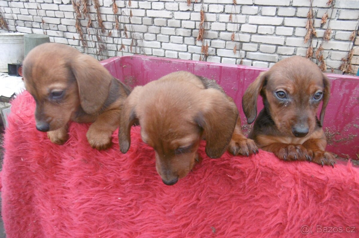 Prodej jezevčíků - 3