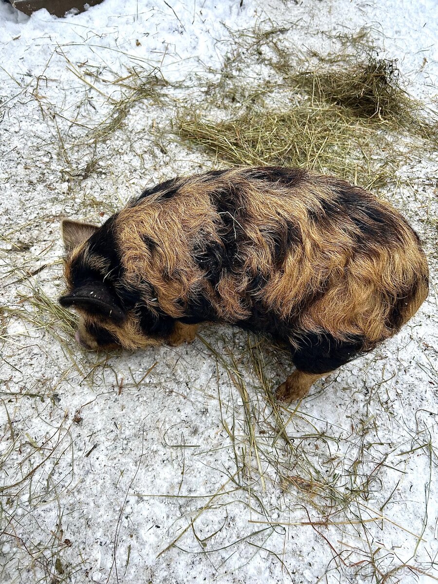 Kune kune na mazlíka - 3