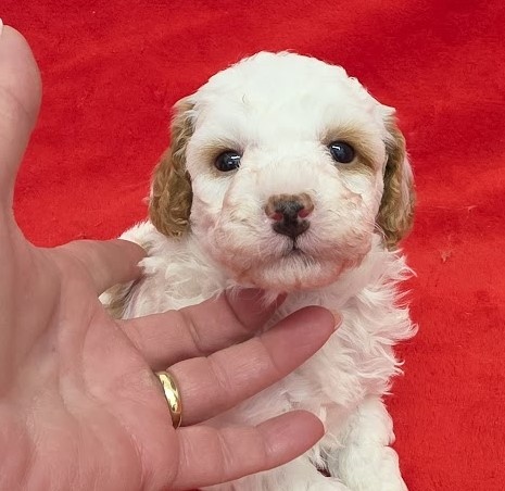 PUDL TRPASLIČÍ VÍCEBAREVNÝ s PP pes - 3