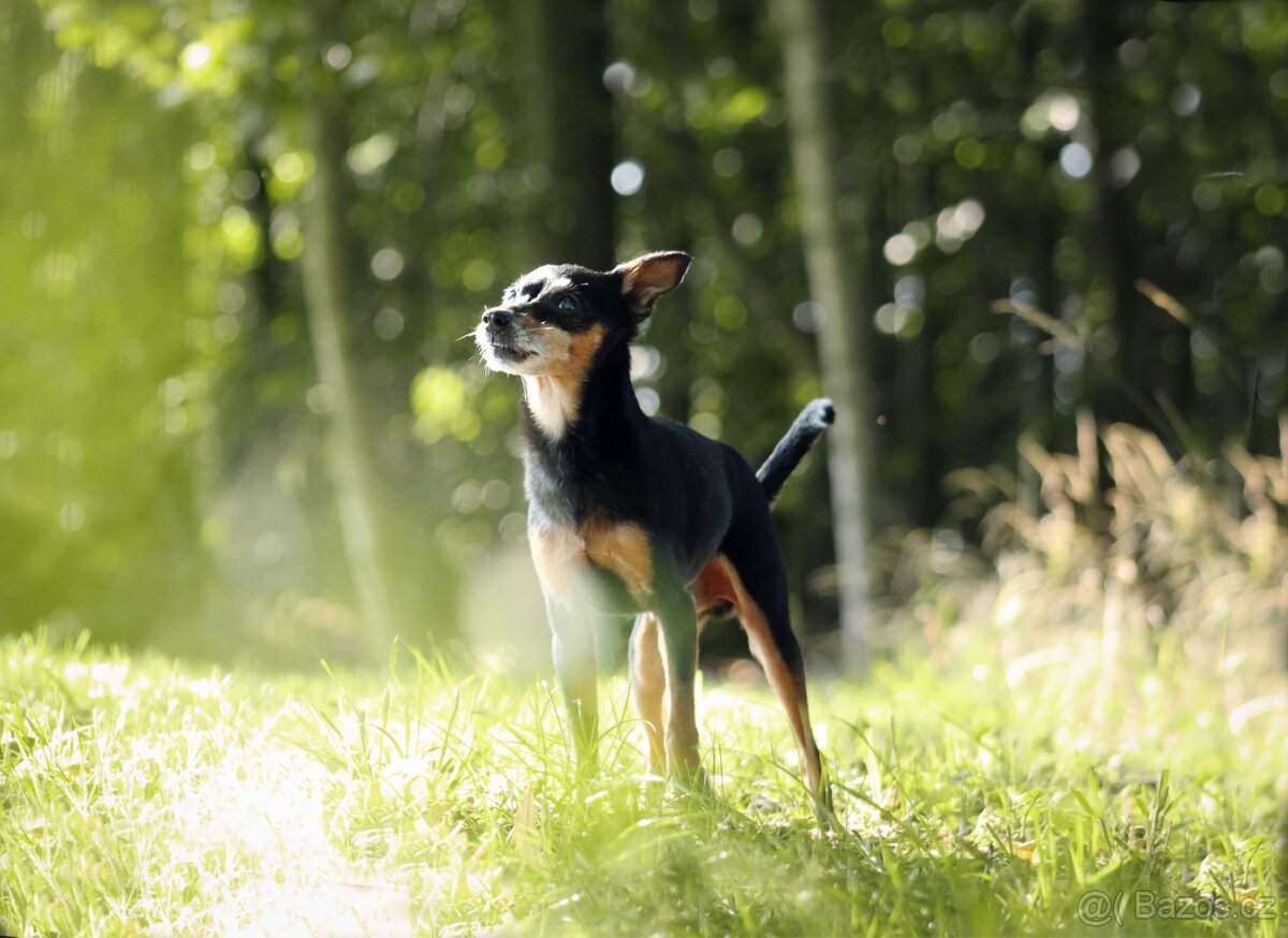 Hledám psí modely a modelky :) - 3